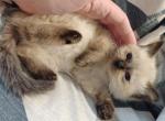 Ragdoll snow maine coon litter - Ragdoll Kitten For Sale - 