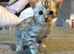 Marshmallow - Bengal Cat For Sale - Stroudsburg&comma; PA&comma; US