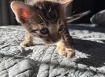 Bruno - Bengal Kitten For Sale - Stroudsburg&comma; PA&comma; US