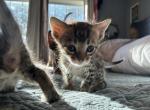 Teddy - Bengal Kitten For Sale - 