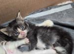 Max - Maine Coon Kitten For Sale - 