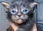 Danny - Maine Coon Kitten For Sale - Brooklyn&comma; NY&comma; US