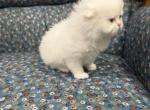 White Scottish fold boy - Scottish Fold Kitten For Sale - Denver&comma; CO&comma; US