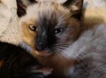 Nilo - Domestic Kitten For Sale - Lake Stevens&comma; WA&comma; US