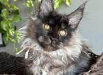Wega - Maine Coon Kitten For Sale - Los Angeles&comma; CA&comma; US