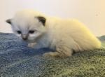 Stetson - Ragdoll Kitten For Sale - Howell&comma; MI&comma; US