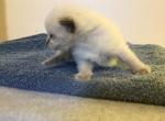 Stetson - Ragdoll Kitten For Sale - Howell&comma; MI&comma; US