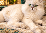 Billy Jean - Persian Cat For Sale - Va Bch&comma; VA&comma; US