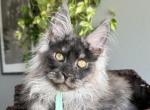 Watson - Maine Coon Kitten For Sale - Los Angeles&comma; CA&comma; US