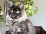 Vois - Maine Coon Kitten For Sale - Los Angeles&comma; CA&comma; US
