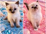 Kats ravishing ragdolls 2 AVAILABLE - Ragdoll Kitten For Sale - Lancaster&comma; PA&comma; US