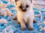 Male kats ravishing ragdolls - Ragdoll Kitten For Sale - Lancaster&comma; PA&comma; US
