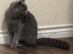 Leo - British Shorthair Kitten For Sale - San Antonio&comma; TX&comma; US