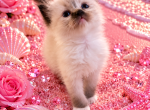Female Kats ravishing ragdolls - Ragdoll Kitten For Sale - Lancaster&comma; PA&comma; US
