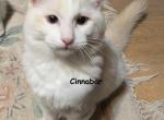 Cinnabar - Ragdoll Kitten For Sale - 