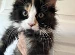 Tortie and white poly - Maine Coon Kitten For Sale - 