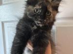 Tortie - Maine Coon Kitten For Sale - 