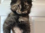 Tortie poly - Maine Coon Kitten For Sale - 