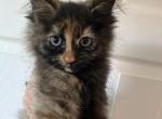 Orange nose - Maine Coon Kitten For Sale - Waterford&comma; ME&comma; US