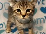 Highlander kity 6g - Highlander Kitten For Sale - 