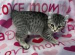 Highlander kity 3g - Highlander Kitten For Sale - Goshen&comma; AL&comma; US