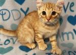 Highlander kity 1g - Highlander Kitten For Sale - 