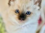 Ragdollies Ragdoll Balinese mix - Ragdoll Kitten For Sale - Gilbert&comma; AZ&comma; US