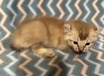 Highlander kity 1d - Highlander Kitten For Sale - Goshen&comma; AL&comma; US