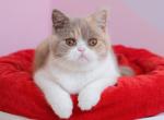 Julia lilac tortie bicolor - British Shorthair Kitten For Sale - Matthews&comma; NC&comma; US