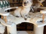 Luna Rose and Mapple - Bengal Kitten For Sale - Columbus&comma; IN&comma; US