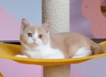 Kairo cream bicolor - British Shorthair Kitten For Sale - Matthews&comma; NC&comma; US