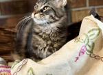 Seraphina - Maine Coon Kitten For Sale - Wappapello&comma; MO&comma; US