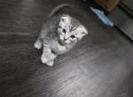 Mira - Scottish Fold Kitten For Sale/Service - Nashville&comma; TN&comma; US