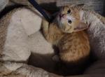 Nolo - Domestic Kitten For Sale - Lake Stevens&comma; WA&comma; US