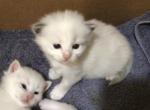 Cherie - Ragdoll Kitten For Sale - Howell&comma; MI&comma; US
