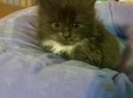 Bluey - American Longhair Kitten For Sale - 