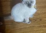 Mocha - Siamese Kitten For Sale - Catasauqua&comma; PA&comma; US