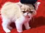 Cream ESH - Exotic Kitten For Sale - Oklahoma City&comma; OK&comma; US