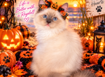 Sugar - Ragdoll Kitten For Sale - Mount Joy&comma; PA&comma; US