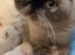 CDS Exotics Beary & Luna - Exotic Kitten For Sale - Cadiz&comma; KY&comma; US