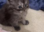 Persian munchkin kittens Leo Luna Zico Fefe lele - Persian Kitten For Sale - Matthews&comma; NC&comma; US
