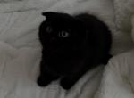 Leo - Scottish Fold Kitten For Sale - Romeoville&comma; IL&comma; US