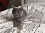 Mimi - British Shorthair Kitten For Sale - 