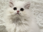 Lucy - Persian Kitten For Sale - 