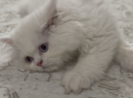 Pico - Persian Kitten For Sale - Romeoville&comma; IL&comma; US
