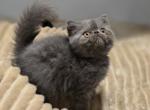 Sapphire's blue girl - Exotic Kitten For Sale - Conroe&comma; TX&comma; US