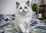 Merope - Ragdoll Kitten For Sale - Tuscaloosa&comma; AL&comma; US