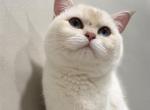 Cloud - British Shorthair Kitten For Sale - Fairfax&comma; VA&comma; US