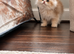 Bobo - British Shorthair Kitten For Sale - Fairfax&comma; VA&comma; US