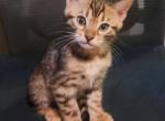 Green Collar Perris Bengal Boy - Bengal Kitten For Sale - Perris&comma; CA&comma; US